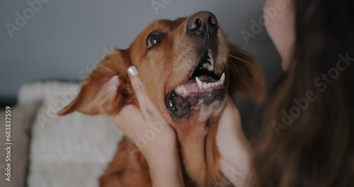 Portrait of the muzzle of a dog of the Golden Retriever breed being caressed by its owner, a funny dog. Dog sitter and walking services. Stroke behind the ears.