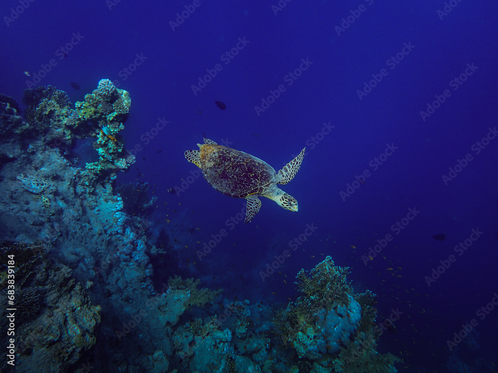 Obraz premium Hawksbill Turtle