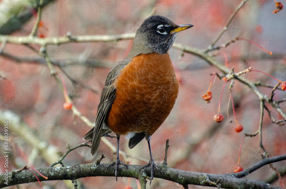 Robin in a tree Robin in a tree