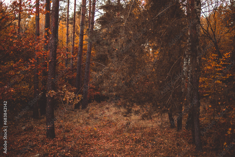 Obraz premium Autumn forest with birch trees