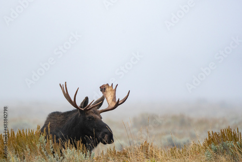 Moose in the Fog photo