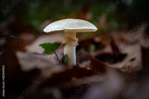 Death cap mushroom, a species of Amanita mushrooms, growing through the leaf mould of a forest floor in the Dordogne region of France