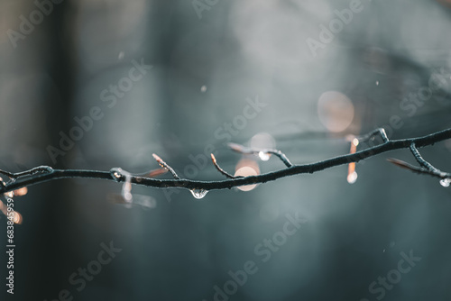 rain drops on a tree branch in forest in winter on sunset