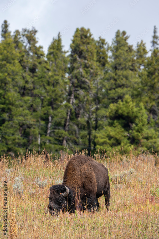 American Bison in Autumn American Bison in Autumn