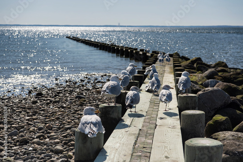 seagulls on the burying hill beach jetty westport connecticut