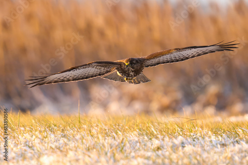 Wallpaper Mural dragonfly on the grass Torontodigital.ca