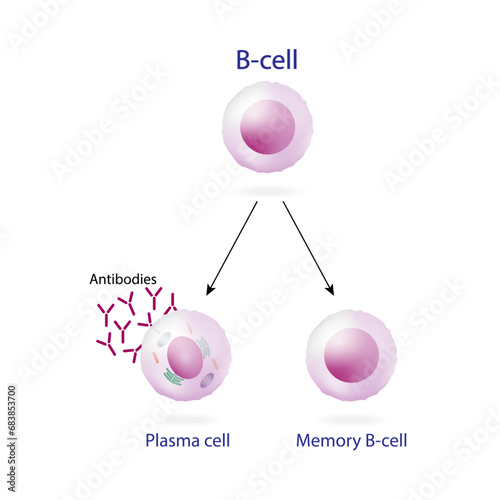 B-cell leukocytes. Plasma cell and memory B cell. b cell differentiation, antigen stimulation of surface receptor, plasma cell producing monoclonal antibodies. Vector illustration.