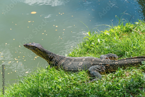 Monitor lizard on the shore of a pond in a city park in Thailand.