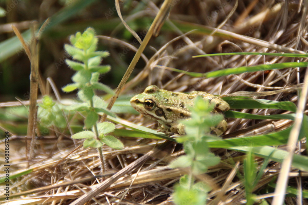 Grenouille verte en gros plan au milieu des herbes Grenouille verte en gros plan au milieu des herbes