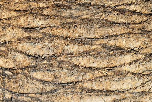 Palm tree bark texture. Coconut tree trunk. Dried palm. Brown dried leaves of a palm on tree bark. Exotic wood backdrop. Brown palm tree wood structure.