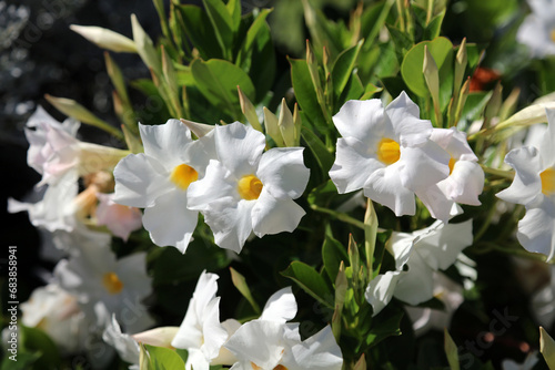 White Dipladenia blooms  New South Wales Australia 