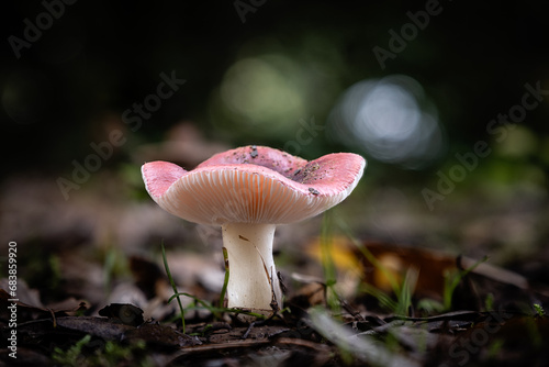 Russula persanguinea mushroom, a species of Russulas, growing through the leaf mould of a forest floor in the Dordogne region of France photo