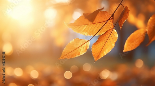 autumn leaf closeup, bright orange tree change, nature foliage