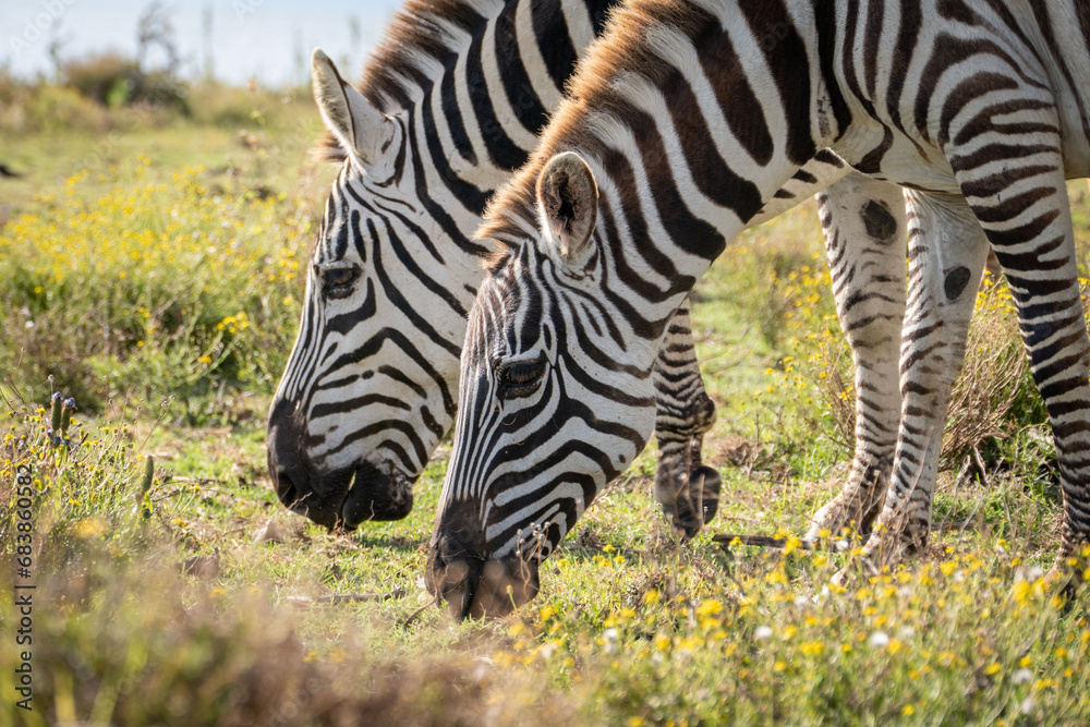 zebras eating grass on Crescent Island zebras eating grass on Crescent Island