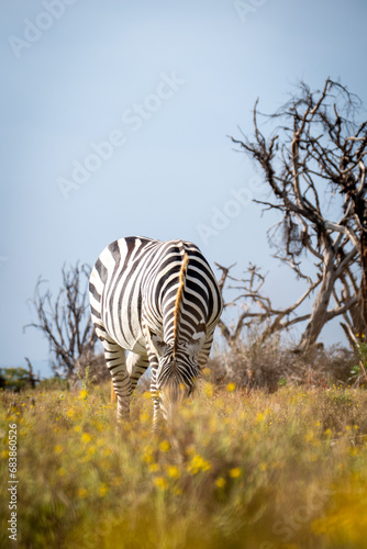 zebra eating grass on Crescent Island © Karine