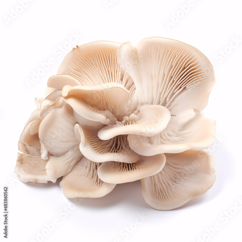 Isolated oyster mushrooms on a pallid backdrop.