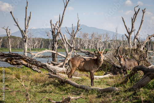 Fototapeta Naklejka Na Ścianę i Meble -  Wild waterbuck on Crescent Island with dead trees