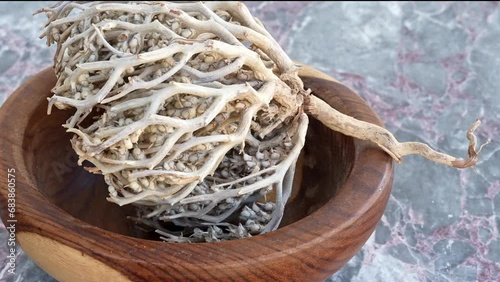 rose of Jericho, Anastatica in brown wooden plate on blue marble, pan, close, HD, 24fps
 photo