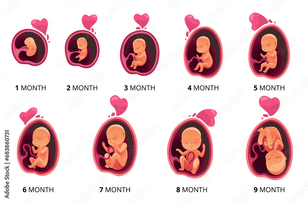 Embryo month stage growth, fetal development flat infographic icons ...