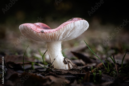 Russula persanguinea mushroom, a species of Russulas, growing through the leaf mould of a forest floor in the Dordogne region of France