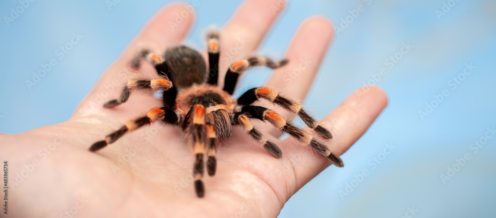 Tarantula spider on a man's hand close up. Tarantula spider as a pet. Tarantula spider on a man's hand close up. Tarantula spider as a pet.