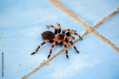 Tarantula spider close-up on the floor in the house. Tarantula spider as a pet.