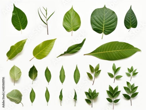 Explore the Vibrant Beauty: A Collection of Unique and Diverse Green Leaf Styles Generative AI
