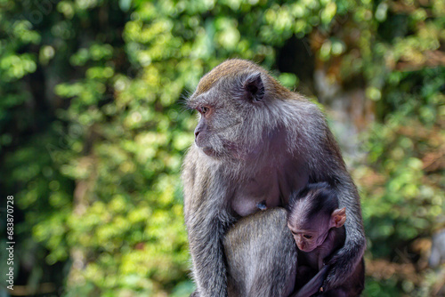 Canvas Print Lovely and cute monkey mother and baby hugging and caring to each other at the Batu Caves, Kuala Lumpur, Malaysia