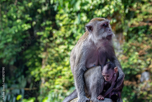 Photography Lovely and cute monkey mother and baby hugging and caring to each other at the Batu Caves, Kuala Lumpur, Malaysia