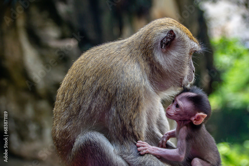 Canvas Print Lovely and cute monkey mother and baby hugging and caring to each other at the Batu Caves, Kuala Lumpur, Malaysia