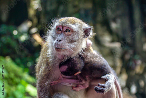 Canvas Print Lovely and cute monkey mother and baby hugging and caring to each other at the Batu Caves, Kuala Lumpur, Malaysia