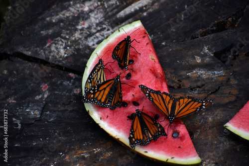 butterfly on top of a watermelon 