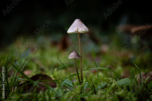 Petticoat mottlegill mushroom, a species of Panaeolus, growing through the leaf mould of a forest floor in the Dordogne region of France