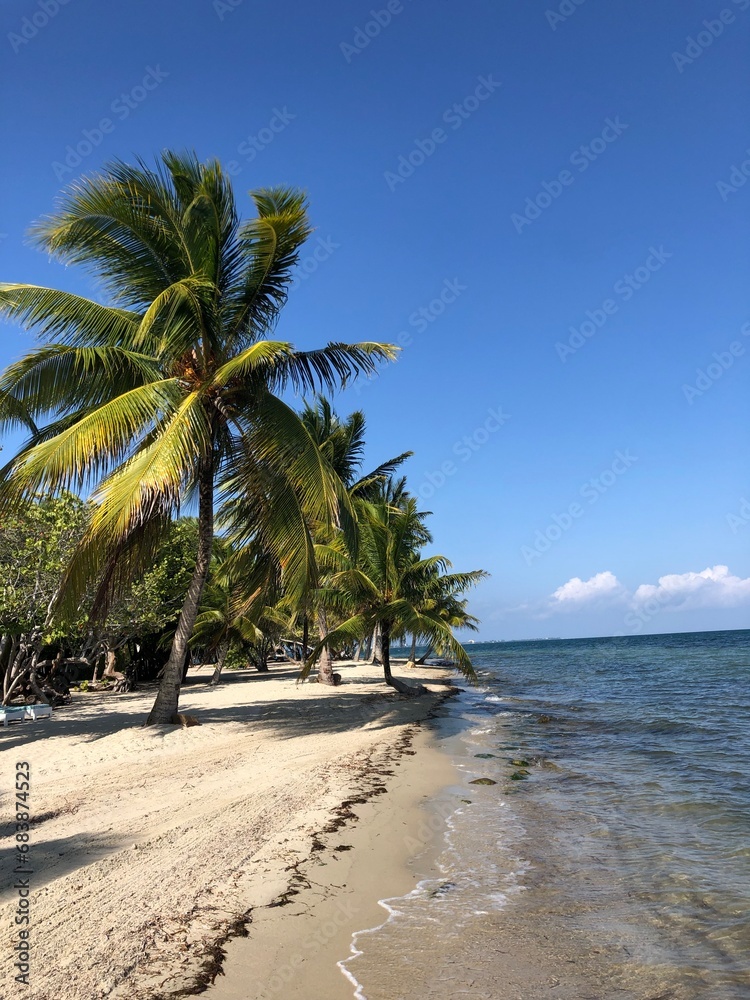 palm trees on the beach