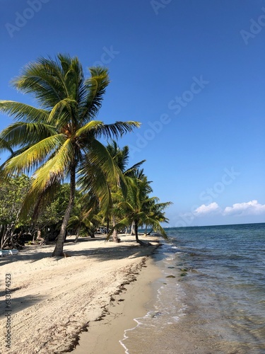 palm trees on the beach