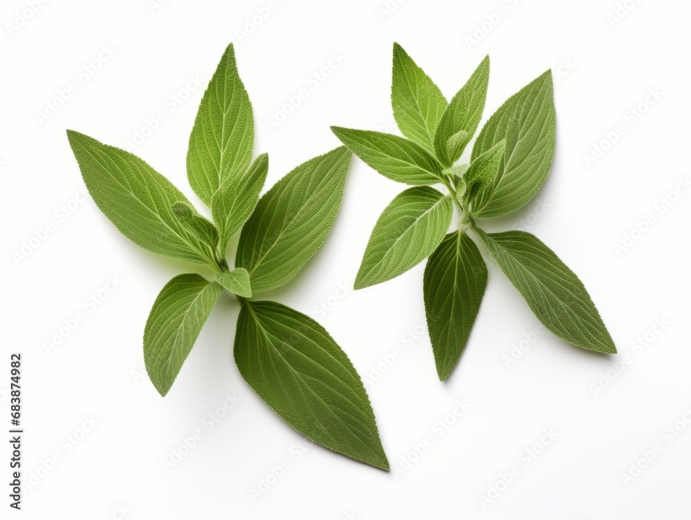 Obraz premium Soothing Elegance of Fresh Sage Leaves: An Exquisite Beauty of Nature Generative AI