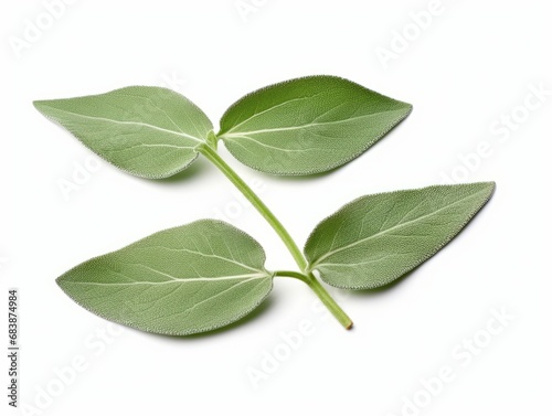 Discover the Freshness: Close-Up of Two Vibrant Sage Leaves Generative AI