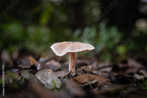 Scurfy twiglet mushroom, a species of Twiglets, growing through the leaf mould of a forest floor in the Dordogne region of France