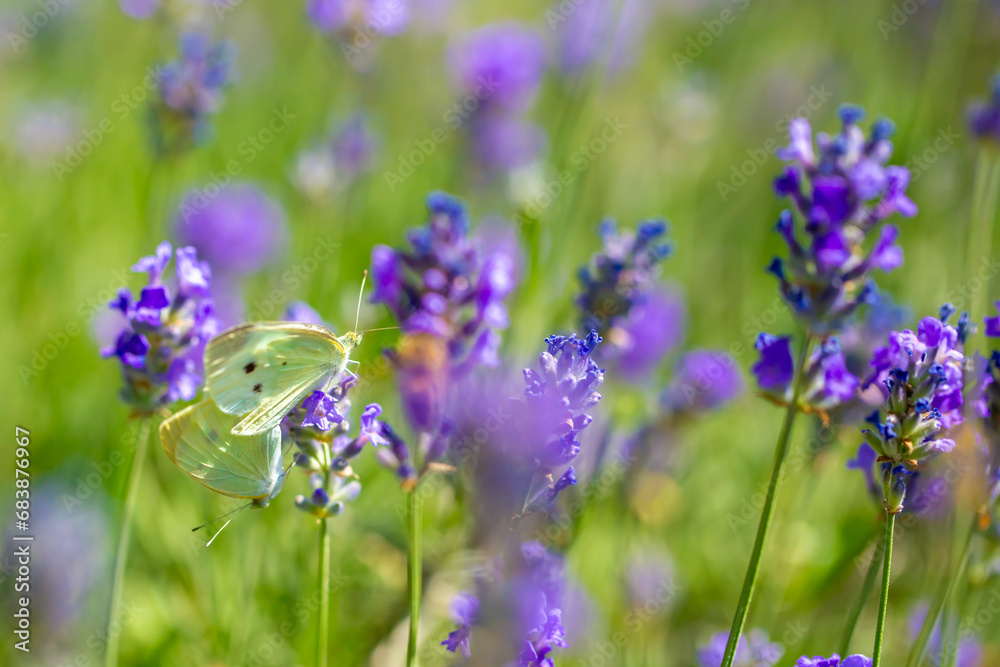 Butterflies on spring lavender flowers under sunlight. Beautiful landscape of nature with a panoramic view. Hi spring. long banner Butterflies on spring lavender flowers under sunlight. Beautiful landscape of nature with a panoramic view. Hi spring. long banner