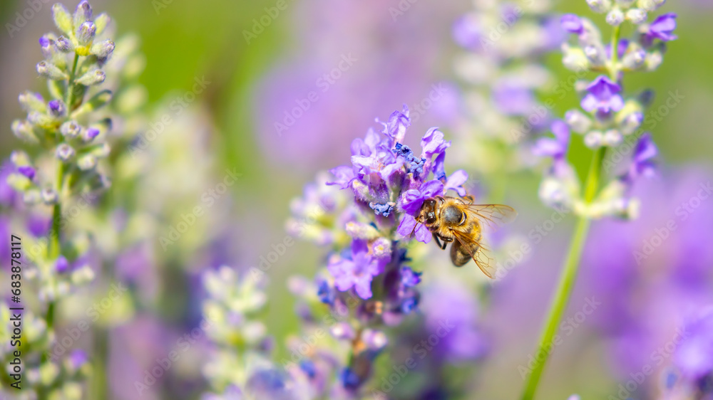 Spring lavender flowers under sunlight. Bees pollinate flowers and collect pollen. Lavender honey. Beautiful landscape of nature with a panoramic view. Hi spring. long banner Spring lavender flowers under sunlight. Bees pollinate flowers and collect pollen. Lavender honey. Beautiful landscape of nature with a panoramic view. Hi spring. long banner