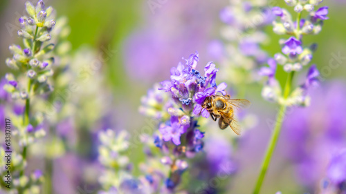 Spring lavender flowers under sunlight. Bees pollinate flowers and collect pollen. Lavender honey. Beautiful landscape of nature with a panoramic view. Hi spring. long banner