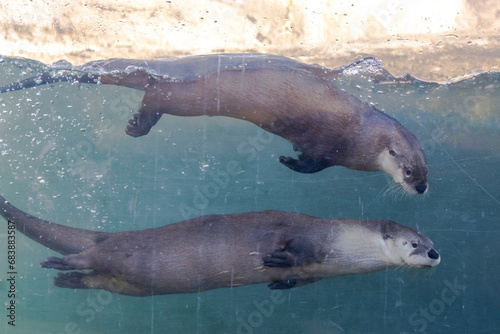 otters swimming side profile across aquarium viewed through glass