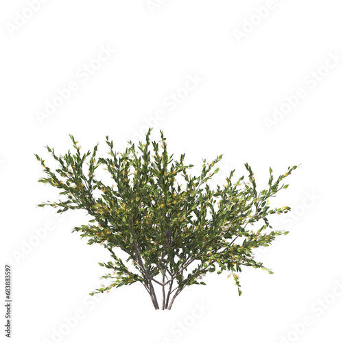 Acacia paradoxa, kangaroo acacia, kangaroo thorn, prickly wattle, hedge wattle, paradox acacia, akasia, evergreen, small tree, bush, tree, big tree, light for daylight, easy to use, 3d render, isolate photo