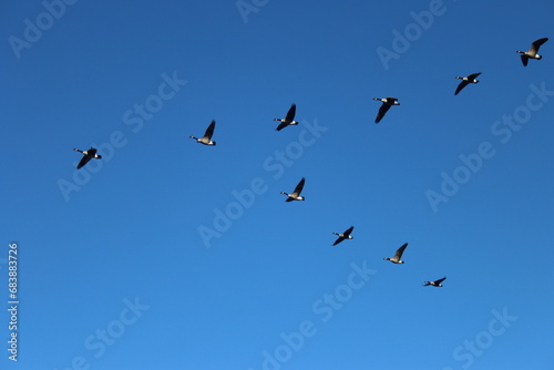 Migration