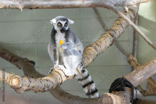 ring lemur sitting on a tree eating a yellow pepper snack
