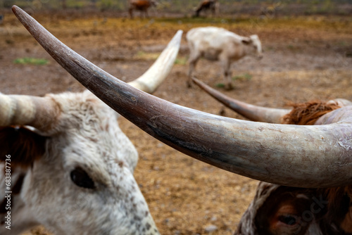 Longhorns beefs horns close up photo