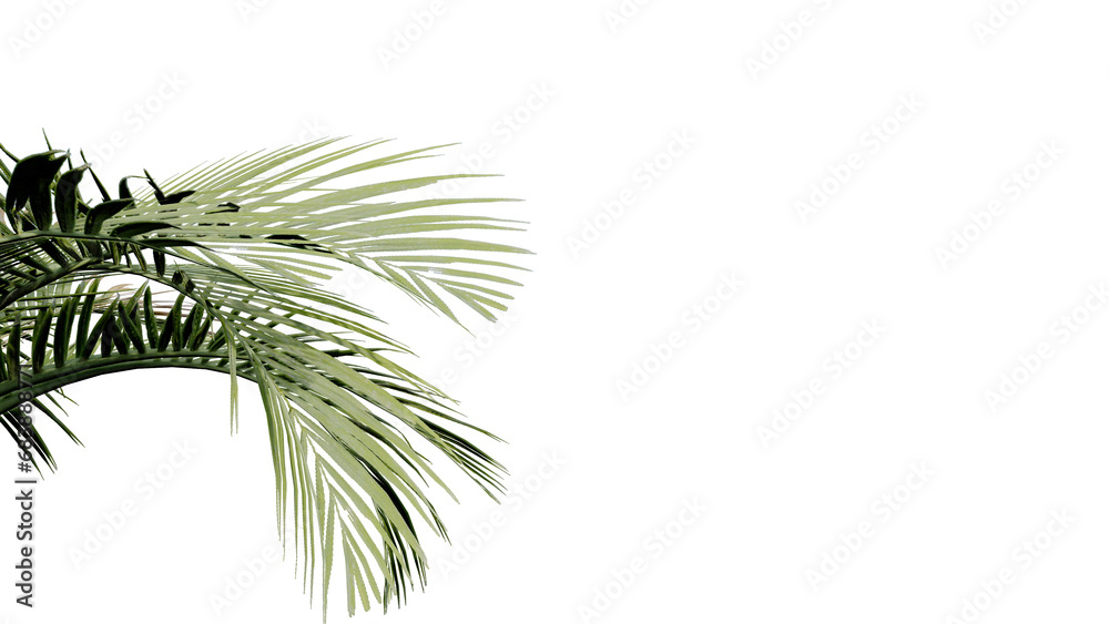 coconut leave nature transparent cut out forest isolated background 3d render.