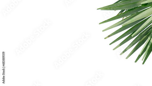 coconut leave nature transparent cut out forest isolated background 3d render.