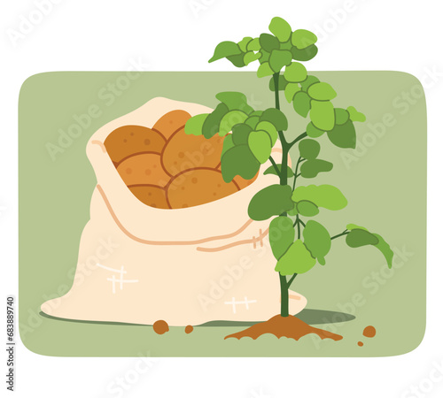 Growing potato plant and root vegetables in sack. Organic potato tuber crop harvest food, vegetarian starch plant sticker. Agriculture, nature, farming, potato growth flat vector illustration