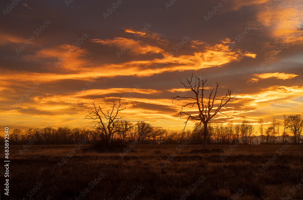 Beautiful sunset with orange clouds and trees silhouettes, panorama view from Baraggia di Candelo, Biella, Italy Beautiful sunset with orange clouds and trees silhouettes, panorama view from Baraggia di Candelo, Biella, Italy